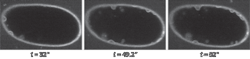 FIGURE 1. Swept field confocal (SFC) images of histone-GFP expressing embryos labeled with the plasma membrane marker, FM2-10. Images are taken every 200 ms and show the rapid exocytosis of vesicles as the cell enters anaphase. FIGURE 1. Swept field confocal (SFC) images of histone-GFP expressing embryos labeled with the plasma membrane marker, FM2-10. Images are taken every 200 ms and show the rapid exocytosis of vesicles as the cell enters anaphase.