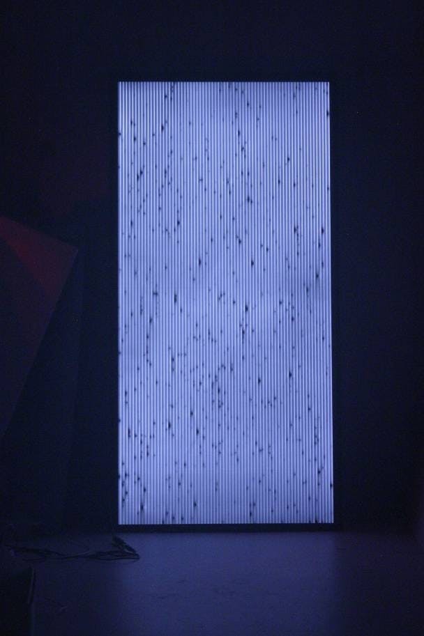 FIGURE 3. A sensitive SWIR camera captures electroluminescent emission of a CIGS panel. Clearly visible is the pinstripe patter with dark local imperfections indicating possible local short circuits.