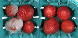 After 9 days of refrigeration, strawberries illuminated by deep UV LEDs (right) look fresh, but unilluminated berries are moldy.