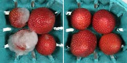 After 9 days of refrigeration, strawberries illuminated by deep UV LEDs (right) look fresh, but unilluminated berries are moldy. After 9 days of refrigeration, strawberries illuminated by deep UV LEDs (right) look fresh, but unilluminated berries are moldy.