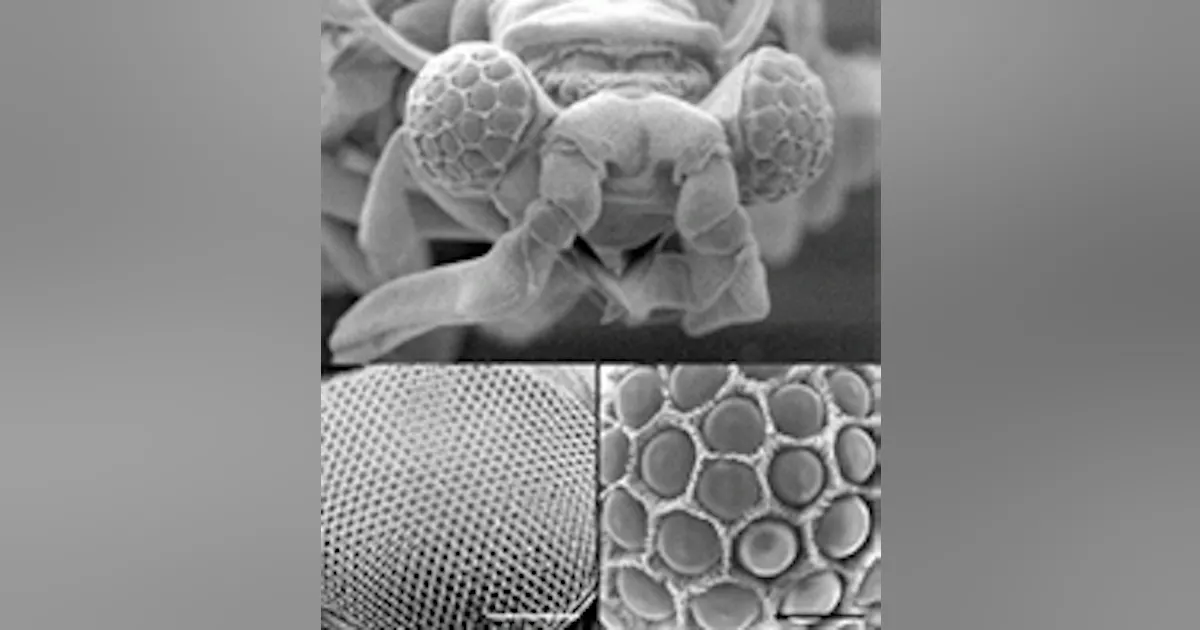 Probe Lens Insects BIOLOGICAL OPTICS: Insect eye contains a twist | Laser Focus World