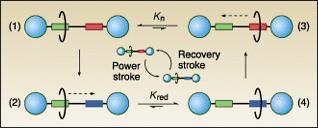 Under nanosecond laser pulsing, an asymmetrical rotaxane molecule based on hydrogen bonding has demonstrated linear motion similar to that of a simple piston. At room temperature in acetonitrile, a macrocyclic bead-like structure locked onto linear thread in the molecule is induced to shuttle to a second location, in a process that takes about 1 &micro;s (similar to the power stroke of a piston). If necessary, after a charge-recombination process lasting roughly 100 &micro;s, the macrocycle can then shuttle back to its original.