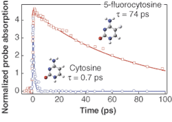 FIGURE 4. Pump-probe signals from cytosine (blue) and 5-fluorocytosine (red) reveal how much time each molecule spends in its lowest excited electronic state. The molecules were electronically excited using 200-fs, 263-nm pump pulses and probed using 570-nm pulses derived from a white-light continuum. The probe pulses, which are not absorbed by the molecules in their electronic ground states, monitor the decay of excited-state absorption as a function of pump-probe delay time. FIGURE 4. Pump-probe signals from cytosine (blue) and 5-fluorocytosine (red) reveal how much time each molecule spends in its lowest excited electronic state. The molecules were electronically excited using 200-fs, 263-nm pump pulses and probed using 570-nm pulses derived from a white-light continuum. The probe pulses, which are not absorbed by the molecules in their electronic ground states, monitor the decay of excited-state absorption as a function of pump-probe delay time.