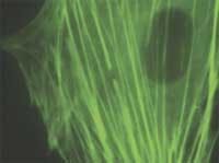 Th 0503lfwn7 Th 0503lfwn7