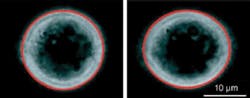 In this microscopic image of an undeformed (left) and deformed (right) cell, the red line is the result of an image-analysis algorithm that automatically detects the contour of the cell in real time. In this microscopic image of an undeformed (left) and deformed (right) cell, the red line is the result of an image-analysis algorithm that automatically detects the contour of the cell in real time.