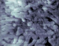 A video-rate AFM takes an image of a 3 &times; 3-&micro;m area of dendritic-crystal growth occurring at the surface of a molten polymer. The image is just one taken from a movie, with each frame collected in 70 ms.
