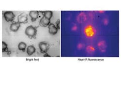 Th 0508lfwsprpts3f1 Th 0508lfwsprpts3f1