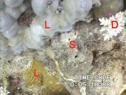 A neural-net image-recognition system classifies coral. A close-up video image of coral (top) includes live coral (L), dead coral (D), and sand (S). A neural-net image-recognition system classifies coral. A close-up video image of coral (top) includes live coral (L), dead coral (D), and sand (S).