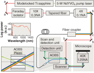 FIGURE 1. A confocal laser-scanning microscope is equipped with a supercontinuum white-light source for fluorescence excitation. Light from a 200-fs modelocked Ti:sapphire laser at a 76-MHz pulse rate with a center wavelength of 803 nm is coupled into a tapered fiber where the continuum is generated. Spectrally split at beamsplitter C into its near-IR (1300-700 nm) and visible (700-430 nm) parts, the radiation is either fed directly (near-IR) or acousto-optically wavelength-selected (visible spectrum; inset) to the scanning unit of the microscope. The fluorescence passes the AOBS undeflected.