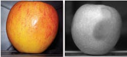 FIGURE 2. In visible imaging, the apple appears to be undamaged (left), but InGaAs SWIR imaging clearly shows the bruise on the apple (right). FIGURE 2. In visible imaging, the apple appears to be undamaged (left), but InGaAs SWIR imaging clearly shows the bruise on the apple (right).