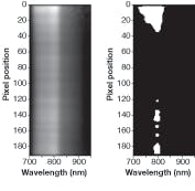 FIGURE 2. A transmittance hyperspectral image of a cucumber based on a line scan is taken around an 800 nm band (left). A binary image with a threshold of 0.5 reveals bruising (right). FIGURE 2. A transmittance hyperspectral image of a cucumber based on a line scan is taken around an 800 nm band (left). A binary image with a threshold of 0.5 reveals bruising (right).