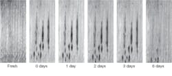 FIGURE 3. Spectral images of a bruised cucumber show a lessening in the spectral signature of the bruise after three days.