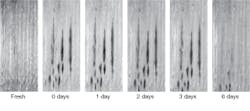 FIGURE 3. Spectral images of a bruised cucumber show a lessening in the spectral signature of the bruise after three days. FIGURE 3. Spectral images of a bruised cucumber show a lessening in the spectral signature of the bruise after three days.