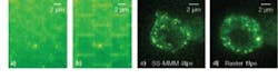 FIGURE 3. In a comparison of SS-MMM and multifocal raster scan imaging, fluorescence images are taken of a monolayer of 500 nm green microspheres (a, b). Stochastic scanning (a) does not display the brickwork artifact arising from oversampled unit-cell edges observed in raster scanning (b). Fluorescence images of live EGFP-labeled MIN6 insulin-secreting cells are taken for SS-MMM at 4 fps (c) and raster at 1 fps (d). EGFP expression localizes to single 300 nm mobile intracellular insulin granules and allows visualization and analysis of transport. FIGURE 3. In a comparison of SS-MMM and multifocal raster scan imaging, fluorescence images are taken of a monolayer of 500 nm green microspheres (a, b). Stochastic scanning (a) does not display the brickwork artifact arising from oversampled unit-cell edges observed in raster scanning (b). Fluorescence images of live EGFP-labeled MIN6 insulin-secreting cells are taken for SS-MMM at 4 fps (c) and raster at 1 fps (d). EGFP expression localizes to single 300 nm mobile intracellular insulin granules and allows visualization and analysis of transport.