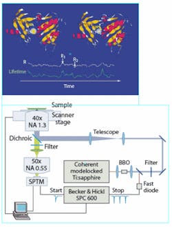 FIGURE 3. The fluorescence lifetime of a single -enzyme molecule reflects distance fluctuations in the molecule (top). A frequency-doubled modelocked Ti:sapphire laser system excites the molecule (bottom). FIGURE 3. The fluorescence lifetime of a single -enzyme molecule reflects distance fluctuations in the molecule (top). A frequency-doubled modelocked Ti:sapphire laser system excites the molecule (bottom).