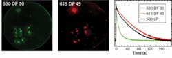 FIGURE 3. To demonstrate HeLa cell lifetime imaging, fluorescence-decay histograms (right) are plotted from filtered images of a caveolin-GFP dye signal (left) and a quantum-dot signal (middle). The fluorescence-decay curve corresponding to all photons (black curve, 500 nm long-pass filter) is barely different from the quantum-dot-only channel (red curve), reflecting the predominance of the quantum-dot signal. FIGURE 3. To demonstrate HeLa cell lifetime imaging, fluorescence-decay histograms (right) are plotted from filtered images of a caveolin-GFP dye signal (left) and a quantum-dot signal (middle). The fluorescence-decay curve corresponding to all photons (black curve, 500 nm long-pass filter) is barely different from the quantum-dot-only channel (red curve), reflecting the predominance of the quantum-dot signal.