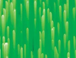 A scanning-electron micrograph reveals uniform diameters and smooth surfaces in p-type ZnO nanowire arrays. A scanning-electron micrograph reveals uniform diameters and smooth surfaces in p-type ZnO nanowire arrays.