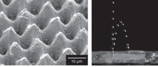 A scanning-electron-microscope image shows a polymer replica of a laser-patterned surface that mimics the water-repellent properties of a lotus leaf.