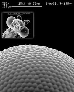 FIGURE 1. In the compound eye of the mill moth, ephestia kuehniella, the individual lenslets gather light from the surrounding environment. FIGURE 1. In the compound eye of the mill moth, ephestia kuehniella, the individual lenslets gather light from the surrounding environment.