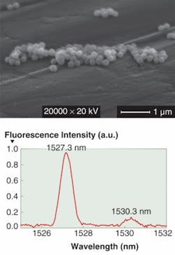 Erbium-doped nanoparticles created in a simple chemical reaction have uniform diameters of about 200 nm (top). When excited (in this case by the 488 nm line of an argon-ion laser), the nanoparticles emit in a narrow band at about 1.5 µm (bottom). Erbium-doped nanoparticles created in a simple chemical reaction have uniform diameters of about 200 nm (top). When excited (in this case by the 488 nm line of an argon-ion laser), the nanoparticles emit in a narrow band at about 1.5 µm (bottom).