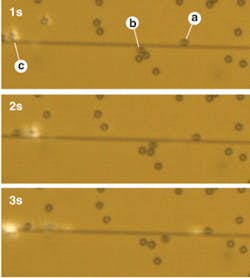 FIGURE 5. Micrographs taken at one-second intervals show 3-µm-diameter microspheres propelled along an optical nanowire. Particles (a, b, and c) trapped at the nanowire surface are propelled by the nanowire evanescent field at an average speed of 9 µm/s by a few hundreds of milliwatts of optical power. FIGURE 5. Micrographs taken at one-second intervals show 3-µm-diameter microspheres propelled along an optical nanowire. Particles (a, b, and c) trapped at the nanowire surface are propelled by the nanowire evanescent field at an average speed of 9 µm/s by a few hundreds of milliwatts of optical power.