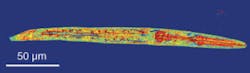 FIGURE 2. A 3-D image of the nematode C. elegans was taken using the new imaging technique developed at MIT. FIGURE 2. A 3-D image of the nematode C. elegans was taken using the new imaging technique developed at MIT.