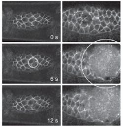 Two sequences of confocal-microscope images show the effects of UV laser beams in tissue above the threshold energy level where they cut reliably and uniformly (left) and at the threshold level where they cut erratically (right). The white circles are centered on microexplosion sites and have radii equal to the explosion sizes. Two sequences of confocal-microscope images show the effects of UV laser beams in tissue above the threshold energy level where they cut reliably and uniformly (left) and at the threshold level where they cut erratically (right). The white circles are centered on microexplosion sites and have radii equal to the explosion sizes.