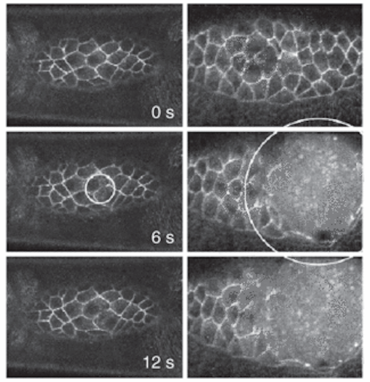 LASERTISSUE INTERACTION Endogenous chromophores alter plasma