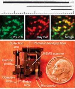 FIGURE 2. A portable fluorescence microendoscope can utilize three GRIN-lens probes, 1000, 500, and 350 µm in diameter (top). Two-photon microendoscopy was used to obtain images of hippocampal pyramidal cell bodies and proximal dendrites expressing YFP in a live mouse (center). In the portable fiber-optic two-photon microendoscope, the scanning mirror is microfabricated in silicon by photolithography methods and deflects light in two angular dimensions with a fast-axis scanning rate of 1.7 kHz (bottom). FIGURE 2. A portable fluorescence microendoscope can utilize three GRIN-lens probes, 1000, 500, and 350 µm in diameter (top). Two-photon microendoscopy was used to obtain images of hippocampal pyramidal cell bodies and proximal dendrites expressing YFP in a live mouse (center). In the portable fiber-optic two-photon microendoscope, the scanning mirror is microfabricated in silicon by photolithography methods and deflects light in two angular dimensions with a fast-axis scanning rate of 1.7 kHz (bottom).