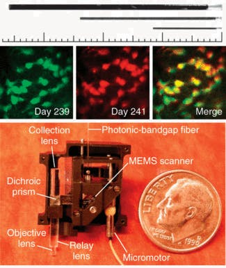 FIGURE 2. A portable fluorescence microendoscope can utilize three GRIN-lens probes, 1000, 500, and 350 &micro;m in diameter (top). Two-photon microendoscopy was used to obtain images of hippocampal pyramidal cell bodies and proximal dendrites expressing YFP in a live mouse (center). In the portable fiber-optic two-photon microendoscope, the scanning mirror is microfabricated in silicon by photolithography methods and deflects light in two angular dimensions with a fast-axis scanning rate of 1.7 kHz (bottom).