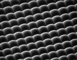 FIGURE 2. In an example of a high-fill-factor microlens array produced by the laser-writing process, each lens has a diameter of 50 µm and was produced using a laser-beam diameter of about 12 µm. FIGURE 2. In an example of a high-fill-factor microlens array produced by the laser-writing process, each lens has a diameter of 50 µm and was produced using a laser-beam diameter of about 12 µm.