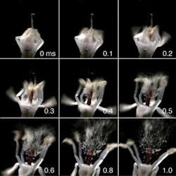 FIGURE 2. Cameras that achieve 10,000 fps with lighting levels that do not damage biological tissues enable scientists to capture the explosive pollen release from a cornus canadensis (bunchberry) flower. FIGURE 2. Cameras that achieve 10,000 fps with lighting levels that do not damage biological tissues enable scientists to capture the explosive pollen release from a cornus canadensis (bunchberry) flower.