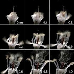 FIGURE 2. Cameras that achieve 10,000 fps with lighting levels that do not damage biological tissues enable scientists to capture the explosive pollen release from a cornus canadensis (bunchberry) flower.