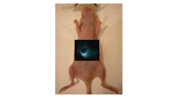 The liver of an anesthetized nude mouse is imaged using Raman spectroscopy and Raman-active nanoparticles that are trapped specifically in the liver cells.