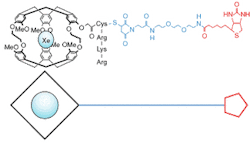 FIGURE 2. In a biosensor molecule designed to target xenon to a protein, the cage that binds the xenon, cryptophane-A, is shown in black; the biotin ligand is shown in red; and the tether connecting them is shown in purple. FIGURE 2. In a biosensor molecule designed to target xenon to a protein, the cage that binds the xenon, cryptophane-A, is shown in black; the biotin ligand is shown in red; and the tether connecting them is shown in purple.