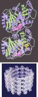 FIGURE 2. A ribbon diagram of tubulin, the building block of a microtubule, shows a dimer consisting of two almost identical monomers (top). Cryoelectron microscopy and image reconstruction yields 0.8-nm-resolution image of a microtubule, which is the principal component of the cellular skeleton (bottom). FIGURE 2. A ribbon diagram of tubulin, the building block of a microtubule, shows a dimer consisting of two almost identical monomers (top). Cryoelectron microscopy and image reconstruction yields 0.8-nm-resolution image of a microtubule, which is the principal component of the cellular skeleton (bottom).