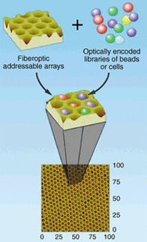 FIGURE 2. In Illumina's Assembled Array: technology, small glass beads coated with active reagents seat in the depressions etched in the ends of fiber cores in a drawn fiber bundle. FIGURE 2. In Illumina's Assembled Array: technology, small glass beads coated with active reagents seat in the depressions etched in the ends of fiber cores in a drawn fiber bundle.