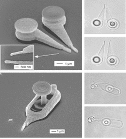 Light-driven micromanipulators are fabricated from UV-curable resin by two-photon stereo lithography. Tweezers have submicron probe tips formed by point-by-point exposure (scanning electron micrograph, a). Gradient pressure from a focused laser beam moves the tweezers tips together or apart (optical micrographs, b and c). A needle has a submicron tip and a post-like 'dot' that is captured and held by a laser beam for manipulation of the needle (scanning electron micrograph, d). Optically manipulated in an aqueous solution, the needle pushes a microscopic speck of dust aside or pricks it with its tip (optical micrographs, e and f). Light-driven micromanipulators are fabricated from UV-curable resin by two-photon stereo lithography. Tweezers have submicron probe tips formed by point-by-point exposure (scanning electron micrograph, a). Gradient pressure from a focused laser beam moves the tweezers tips together or apart (optical micrographs, b and c). A needle has a submicron tip and a post-like 'dot' that is captured and held by a laser beam for manipulation of the needle (scanning electron micrograph, d). Optically manipulated in an aqueous solution, the needle pushes a microscopic speck of dust aside or pricks it with its tip (optical micrographs, e and f).