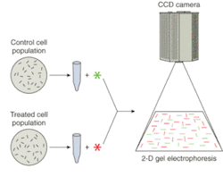 FIGURE 1. Treated and untreated cell populations can be labeled with differing fluorophores and then compared via two-dimensional gel electrophoresis to gauge the treatment's effect on protein charge (isoelectric point) and mass (relative molecular weight). FIGURE 1. Treated and untreated cell populations can be labeled with differing fluorophores and then compared via two-dimensional gel electrophoresis to gauge the treatment's effect on protein charge (isoelectric point) and mass (relative molecular weight).