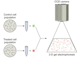 FIGURE 1. Treated and untreated cell populations can be labeled with differing fluorophores and then compared via two-dimensional gel electrophoresis to gauge the treatment's effect on protein charge (isoelectric point) and mass (relative molecular weight). FIGURE 1. Treated and untreated cell populations can be labeled with differing fluorophores and then compared via two-dimensional gel electrophoresis to gauge the treatment's effect on protein charge (isoelectric point) and mass (relative molecular weight).