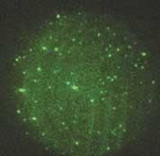 FIGURE 2. Single molecules of rhodamine can be viewed using total-internal-reflection fluorescence microscopy, a technique also used to image individual protein molecules. The data displayed here were acquired with a Photometrics Cascade CCD camera (Roper Scientific) utilizing on-chip multiplication gain. FIGURE 2. Single molecules of rhodamine can be viewed using total-internal-reflection fluorescence microscopy, a technique also used to image individual protein molecules. The data displayed here were acquired with a Photometrics Cascade CCD camera (Roper Scientific) utilizing on-chip multiplication gain.