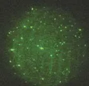 FIGURE 2. Single molecules of rhodamine can be viewed using total-internal-reflection fluorescence microscopy, a technique also used to image individual protein molecules. The data displayed here were acquired with a Photometrics Cascade CCD camera (Roper Scientific) utilizing on-chip multiplication gain. FIGURE 2. Single molecules of rhodamine can be viewed using total-internal-reflection fluorescence microscopy, a technique also used to image individual protein molecules. The data displayed here were acquired with a Photometrics Cascade CCD camera (Roper Scientific) utilizing on-chip multiplication gain.