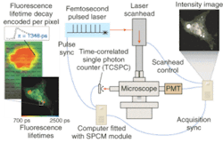 FIGURE 4. To evaluate a potential marker for the onset of Alzehimer's disease, an 80-MHz pulse train from a Ti:sapphire laser provides fluorescence excitation for fluorescence lifetime-imaging microscopy (FLIM) through a multiphoton microscope coupled to an upright microscope, and onto a photomultiplier tube (PMT) and single-photon-counting acquisition board. FIGURE 4. To evaluate a potential marker for the onset of Alzehimer's disease, an 80-MHz pulse train from a Ti:sapphire laser provides fluorescence excitation for fluorescence lifetime-imaging microscopy (FLIM) through a multiphoton microscope coupled to an upright microscope, and onto a photomultiplier tube (PMT) and single-photon-counting acquisition board.