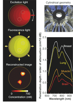 FIGURE 5. Fluorescence molecular tomography uses principles similar to x-ray and CT to provide a volumetric reconstruction of light emitted from target-specific fluorescent molecular probes, but it also accounts for the diffuse nature of photons in tissues. Single-point source illumination of tissue distributes along isocontour lines to excite distributed fluorochromes (left top), which act as secondary sources at a higher wavelength (left middle). The source rotates around a cylindrical bore (right top) for multiple illumination projections and measurements are combined tomographically to yield maps of fluorochrome distribution (left bottom). Nanomolar concentrations of fluorochromes at spatial resolutions of 1 to 2 mm in small animals can be detected at depths of several centimeters in the near-IR (right bottom). FIGURE 5. Fluorescence molecular tomography uses principles similar to x-ray and CT to provide a volumetric reconstruction of light emitted from target-specific fluorescent molecular probes, but it also accounts for the diffuse nature of photons in tissues. Single-point source illumination of tissue distributes along isocontour lines to excite distributed fluorochromes (left top), which act as secondary sources at a higher wavelength (left middle). The source rotates around a cylindrical bore (right top) for multiple illumination projections and measurements are combined tomographically to yield maps of fluorochrome distribution (left bottom). Nanomolar concentrations of fluorochromes at spatial resolutions of 1 to 2 mm in small animals can be detected at depths of several centimeters in the near-IR (right bottom).