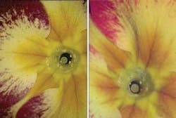 FIGURE 4. Comparing an image from a three-chip CCD camera (left) to a laser camera image (right) shows similar performance. Color rendition by the laser camera is superior. FIGURE 4. Comparing an image from a three-chip CCD camera (left) to a laser camera image (right) shows similar performance. Color rendition by the laser camera is superior.