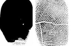 With water placed on the platen to simulate a sweaty finger, a fingerprint taken with a 500-dpi fingerprint identification system currently deployed in a biometric program for the U.S. government shows no recognizable details (left). The same fingerprint image taken using an Aprilis 1000-dpi fingerprint sensor clearly shows the valleys and ridges necessary for clear fingerprint identification (right). With water placed on the platen to simulate a sweaty finger, a fingerprint taken with a 500-dpi fingerprint identification system currently deployed in a biometric program for the U.S. government shows no recognizable details (left). The same fingerprint image taken using an Aprilis 1000-dpi fingerprint sensor clearly shows the valleys and ridges necessary for clear fingerprint identification (right).