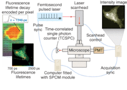 FIGURE 2. To evaluate a potential marker for the onset of Alzheimer's disease, an 80-MHz pulse train from a Ti:sapphire laser provides fluorescence excitation for fluorescence lifetime-imaging microscopy (FLIM) through a multiphoton microscope coupled to an upright microscope, and onto a photomultiplier tube and single-photon-counting acquisition board. FIGURE 2. To evaluate a potential marker for the onset of Alzheimer's disease, an 80-MHz pulse train from a Ti:sapphire laser provides fluorescence excitation for fluorescence lifetime-imaging microscopy (FLIM) through a multiphoton microscope coupled to an upright microscope, and onto a photomultiplier tube and single-photon-counting acquisition board.