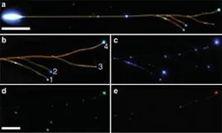 Nanoribbons can separate colors from white light generated by pumping the larger nanoribbon stem (a). The branches attached to the stem are nanoribbons with consecutively smaller dimensions, and filter the white light into green, aqua, and blue components (b; branches 1 through 3). Nonresonant blue light is transmitted to all four ribbons (c), green light is guided strongest by the larger branch (d; branch 1), and red light is filtered out by all three branches (e). Nanoribbons can separate colors from white light generated by pumping the larger nanoribbon stem (a). The branches attached to the stem are nanoribbons with consecutively smaller dimensions, and filter the white light into green, aqua, and blue components (b; branches 1 through 3). Nonresonant blue light is transmitted to all four ribbons (c), green light is guided strongest by the larger branch (d; branch 1), and red light is filtered out by all three branches (e).
