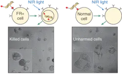 Carbon nanotubes penetrate folate-overexpressing cells via receptor binding and are then heated with near-IR (NIR) 808‑nm laser radiation (left, top). The folate-overexpressing cells are killed (left, bottom); higher-magnification inset image shows details of the killed cells). Normal (non-folate-overexpressing) cells do not allow carbon nanotubes inside them (right, top). Normal cells with no internalized nanotubes are unharmed by the same laser irradiation (right, bottom; inset image shows a live normal cell in stretched shape).