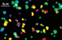 FIGURE 2. A mixture of CdSe/ZnS quantum dot-tagged beads (shown here in a fluorescence micrograph) emitted single-color signals at 484, 508, 547, 575, and 611 nm.